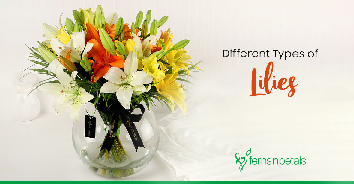 Different Types of Lilies